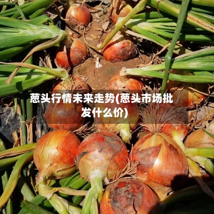 葱头行情未来走势(葱头市场批发什么价)-第3张图片