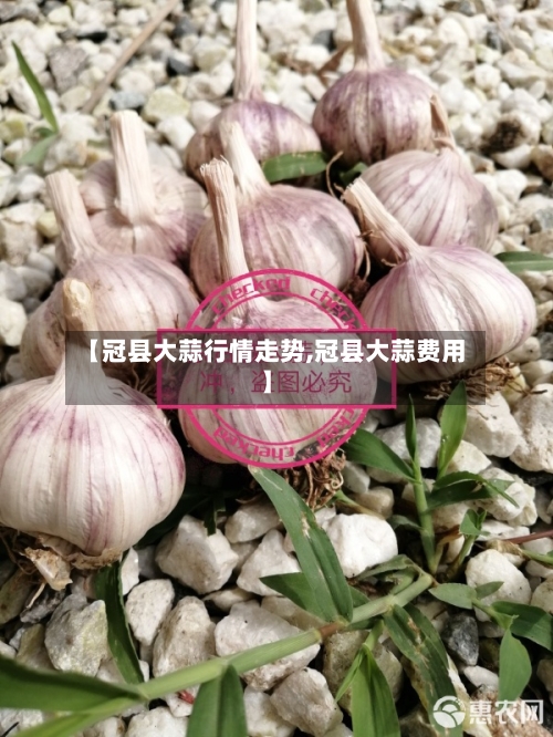 【冠县大蒜行情走势,冠县大蒜费用】-第2张图片