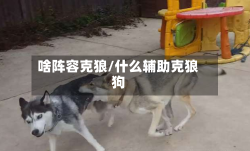 啥阵容克狼/什么辅助克狼狗
