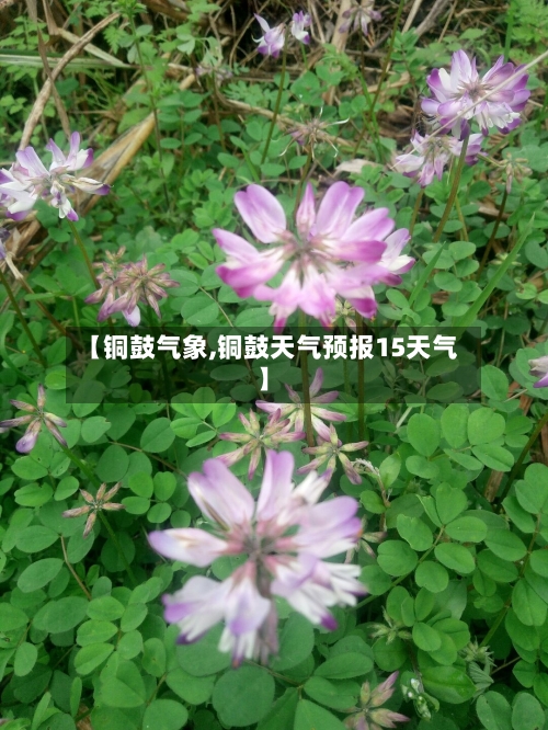 【铜鼓气象,铜鼓天气预报15天气】