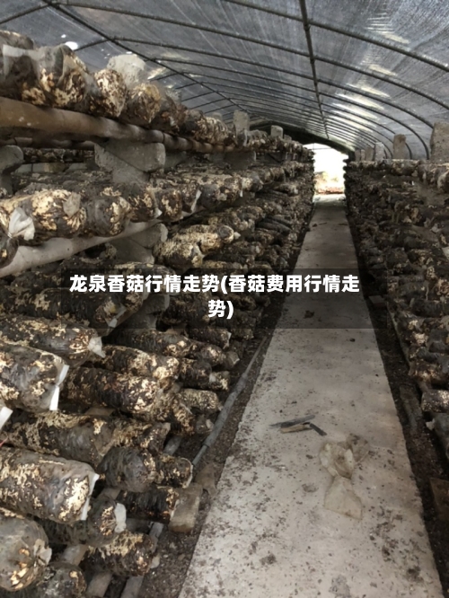 龙泉香菇行情走势(香菇费用行情走势)