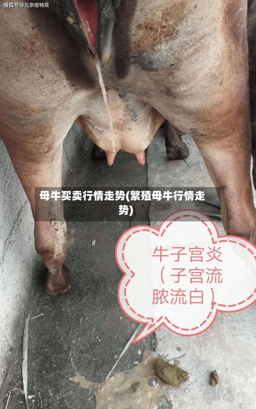 母牛买卖行情走势(繁殖母牛行情走势)