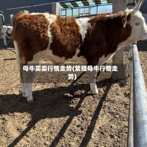 母牛买卖行情走势(繁殖母牛行情走势)-第3张图片