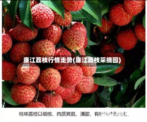 廉江荔枝行情走势(廉江荔枝采摘园)-第3张图片