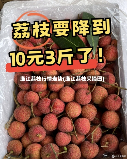 廉江荔枝行情走势(廉江荔枝采摘园)