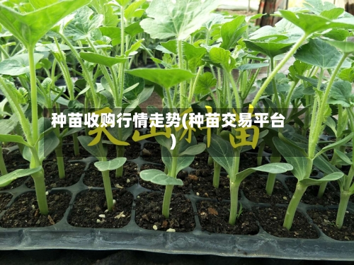 种苗收购行情走势(种苗交易平台)-第2张图片