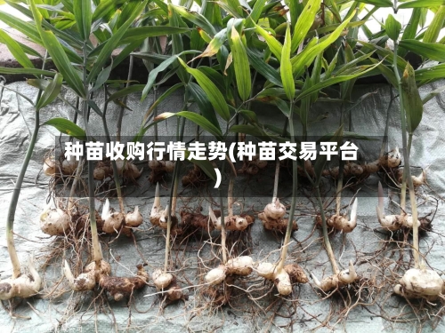 种苗收购行情走势(种苗交易平台)